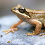 La grenouille des Pyrénées