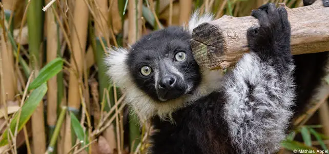 lemur vari noir et blanc