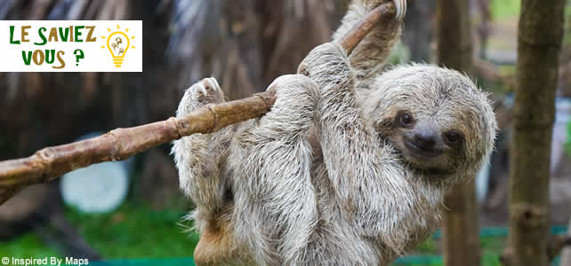 sloth