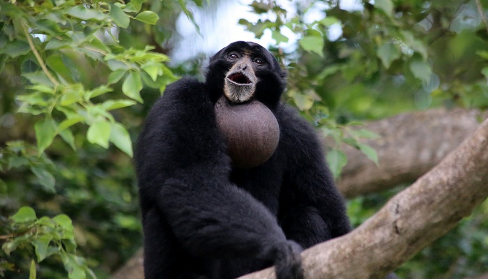 Siamang