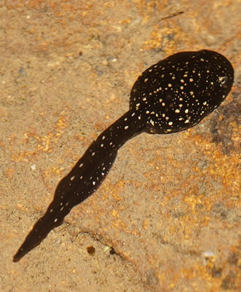 grenouille des pyrénées