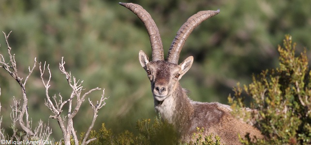 Bouquetin ibérique dans les Pyrénées