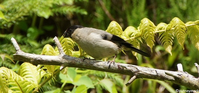 Bouvreuil des Açores