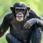 Pourquoi les chimpanzés sont-ils plus forts que nous ?