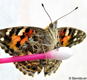 papillon sur coton tige