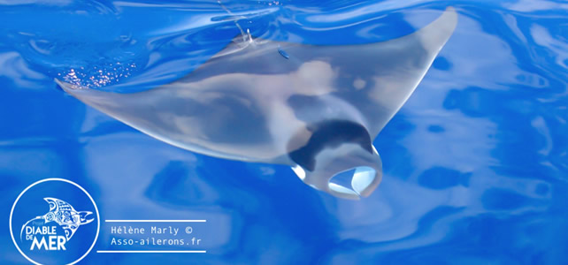 Le diable de mer méditerranéen, cousin européen et menacé de la raie manta