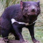 Des diables de Tasmanie déménagent pour la survie de l’espèce