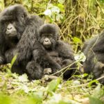 Les compagnies pétrolières autorisées à forer chez les derniers gorilles du Congo