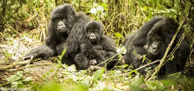 Gorilles dans les Virunga