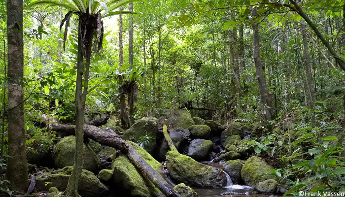Forêt humide Madagascar
