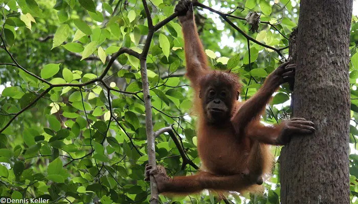 Forêt ombrophile Sumatra