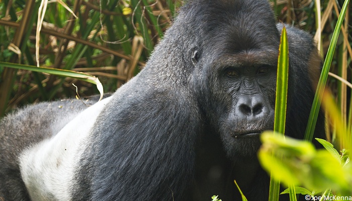 Parc national de Kahuzi-Biega