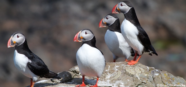 Macareux moine Islande