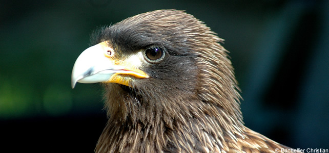 métier avec les oiseaux