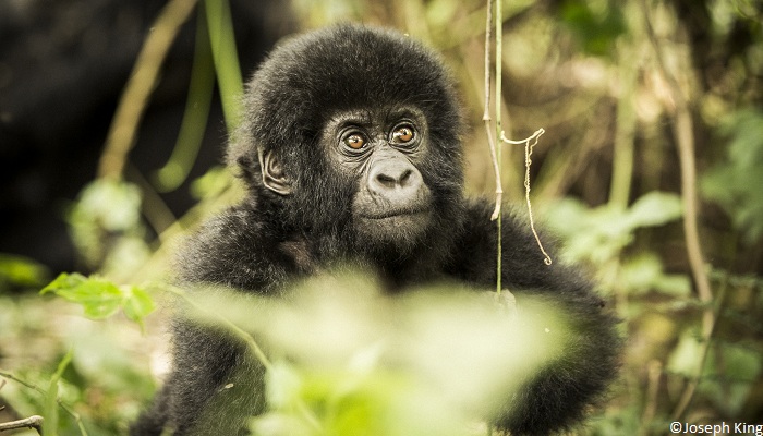 Parc national des Virunga