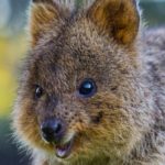 Le quokka