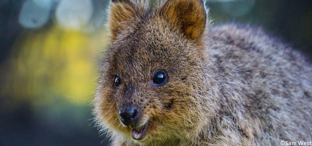 Quokka, espèce menacée