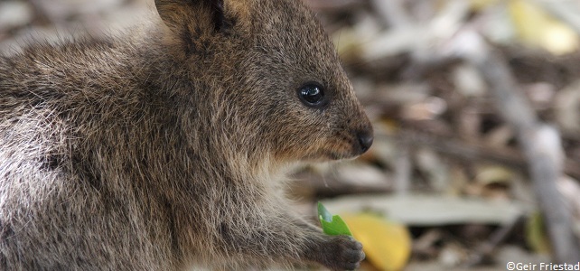 Menaces du quokka