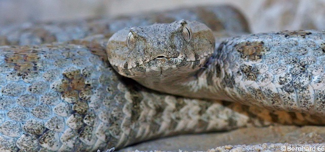 Macrovipera schweizeri