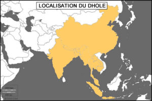 Le dhole, ce prédateur peu connu, peu protégé et en dangerEspèces ...