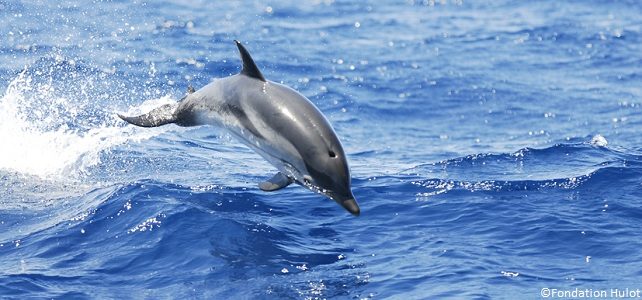 Aire marine protégée Méditerranée