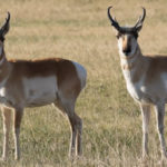 Il existe des antilopes en Amérique