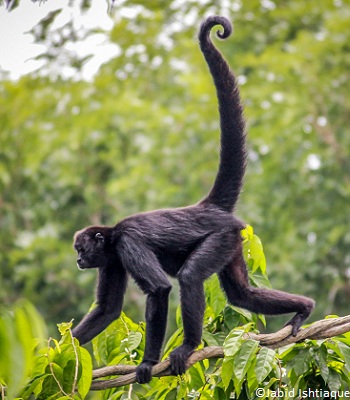 Singe arboricole
