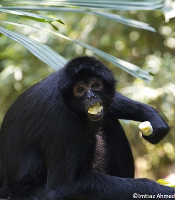 Atèle à tête brune frugivore