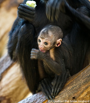 Bébé atèle à tête brune