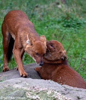 Protection du dhole