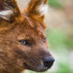 Le dhole ou chien sauvage d’Asie