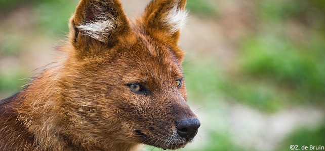 Dhole (Cuon Alpinus)