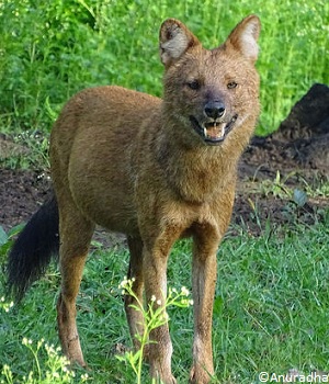 Description du dhole