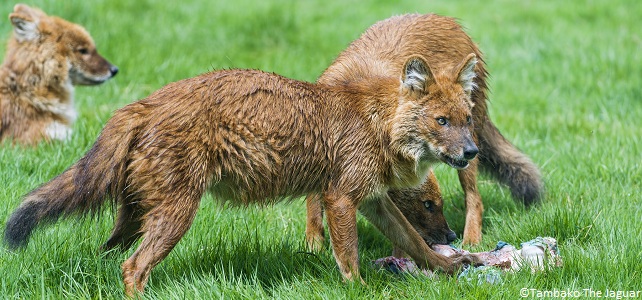 Meute de dholes