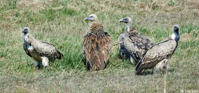 vautours indiens
