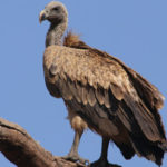 Le vautour indien