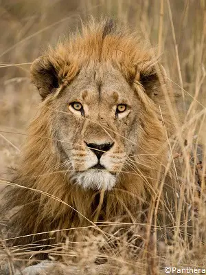 Lion, Panthera