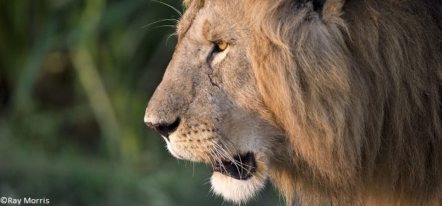 Les Lions Dafrique De Louest Sont Sur Le Point De Disparaître