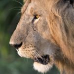 Les lions d’Afrique de l’ouest sont au bord de l’extinction