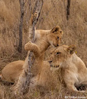 Lionne et lionceau
