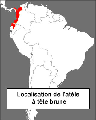 Habitat atèle à tête brune