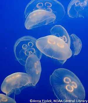 Méduses océan
