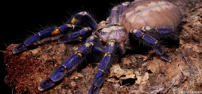 Poecilotheria metallica