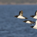 Les pingouins savent très bien voler