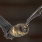 La Nuit internationale de la chauve-souris lutte contre les idées reçues