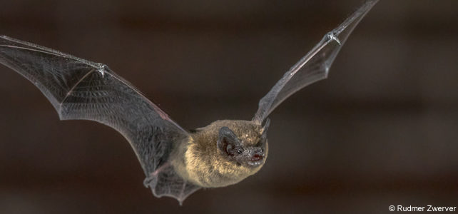 chauve-souris