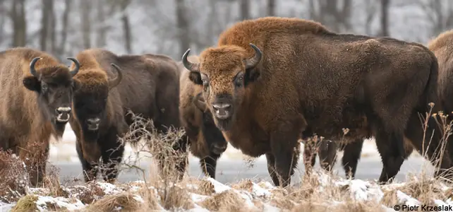 bison d'europe