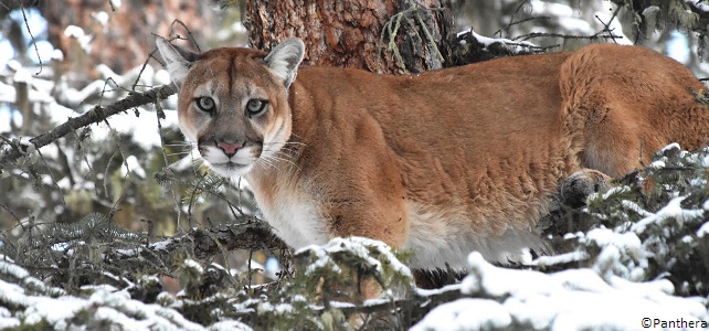 Puma, Panthera