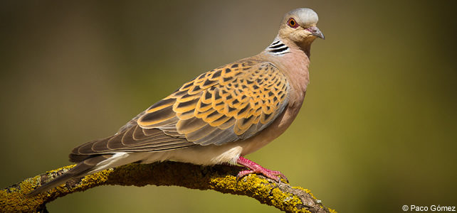 Streptopelia turtur