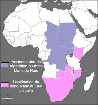 localisation du rhinocéros blanc